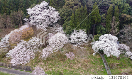 明星桜(伊万里市)と周囲の山桜の空撮 明星桜(伊万里市)と周囲の山桜の空撮 131678162