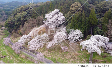 明星桜（伊万里市）と周囲の山桜の空撮 131678163