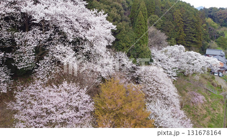 明星桜（伊万里市）と周囲の山桜の空撮 131678164
