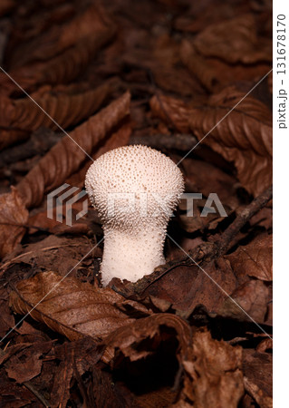 Fungus prickly puffball among dry leaves. Fungus prickly puffball among dry leaves. 131678170