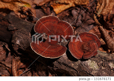 Red mushrooms on wood. Parasites. 131678171
