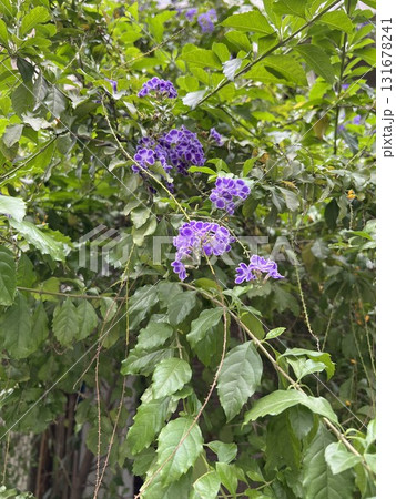 台湾のデュランタカラヅカ1 131678241