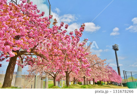 新潟県長岡市越路河川公園の八重桜風景 131678266