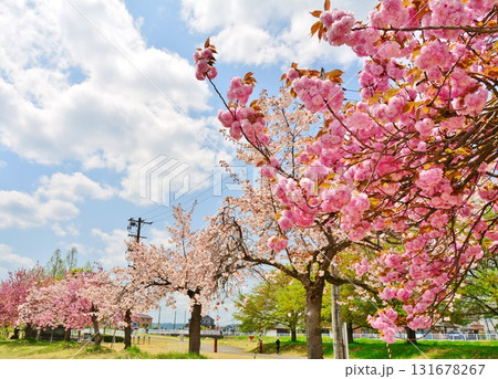 新潟県長岡市越路河川公園の八重桜風景 新潟県長岡市越路河川公園の八重桜風景 131678267