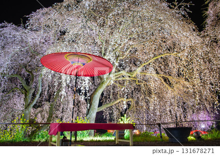 身延桜（妙法寺のしだれ桜）のライトアップ 131678271