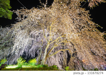 身延桜(妙法寺のしだれ桜)のライトアップ 身延桜(妙法寺のしだれ桜)のライトアップ 131678274