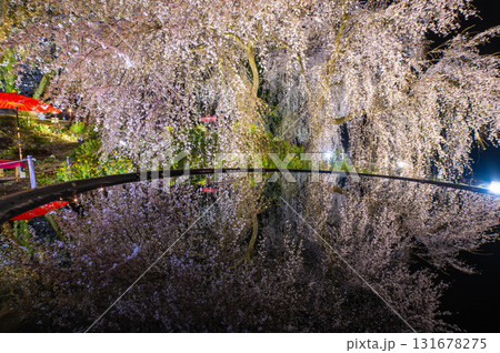 身延桜（妙法寺のしだれ桜）のライトアップ 131678275