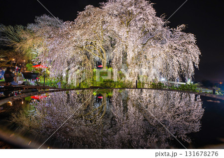 身延桜（妙法寺のしだれ桜）のライトアップ 131678276