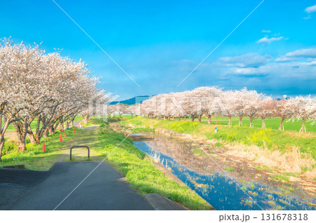 草場川の桜並木 草場川の桜並木 131678318