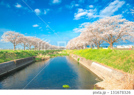草場川の桜並木 131678326