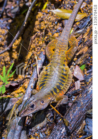 Rainbow Ameiva, Corcovado National Park 131678418