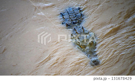 American Crocodile, Costa Rica American Crocodile, Costa Rica 131678429