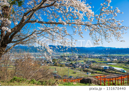浮羽稲荷神社の鳥居とサクラ 131678440