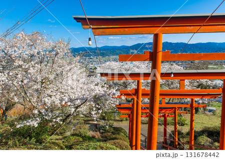 浮羽稲荷神社の鳥居とサクラ 131678442