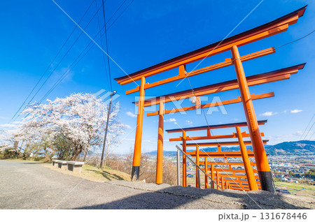 浮羽稲荷神社の鳥居とサクラ 131678446