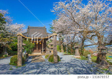 印鑰神社（うきは市）のサクラ 131678557