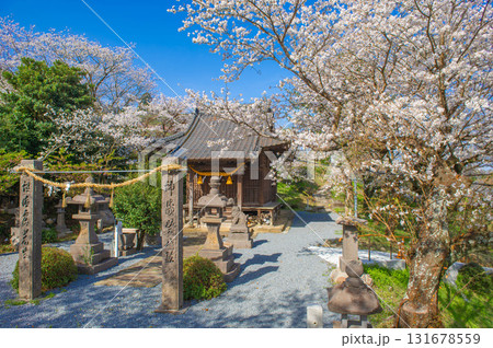 印鑰神社(うきは市)のサクラ 印鑰神社(うきは市)のサクラ 131678559
