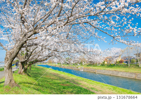 流川の桜並木 131678664