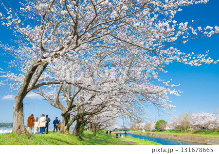 流川の桜並木 131678665