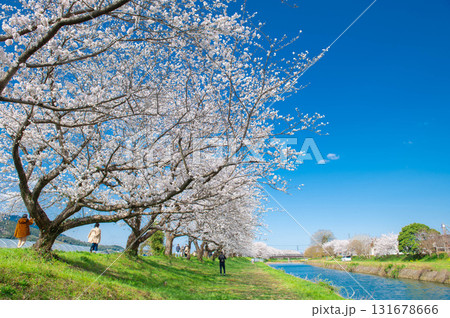流川の桜並木 131678666