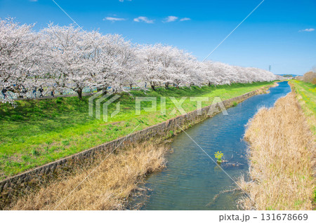 流川の桜並木 131678669