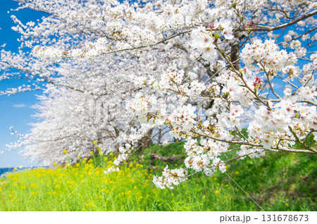 流川の桜並木 流川の桜並木 131678673