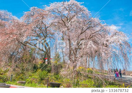 身延桜(妙法寺のしだれ桜) 身延桜(妙法寺のしだれ桜) 131678732