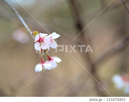 4月に美しく咲いた奥丁字桜(オクチョウジザクラ) 4月に美しく咲いた奥丁字桜(オクチョウジザクラ) 131678801