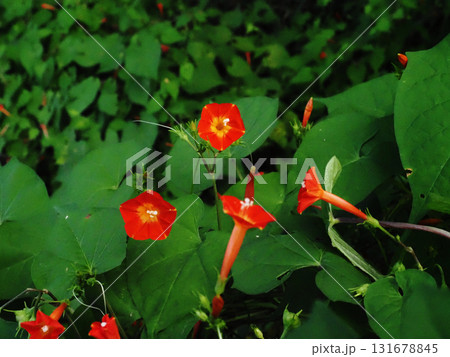 境内に群生するマルバルコウの花（オレンジ色の丸葉縷紅草） 131678845