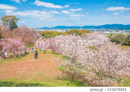 法華原華庭園のサクラ 131678891