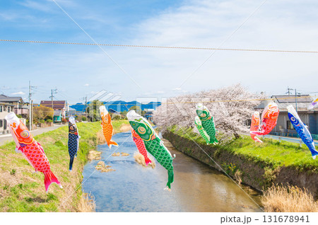 巨瀬川にかかる鯉のぼりとサクラ 131678941