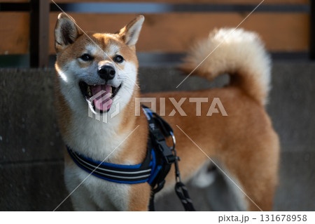 柴犬 131678958
