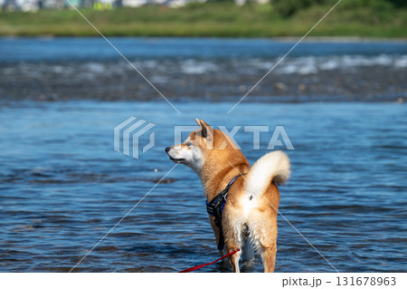 川に入る柴犬 131678963