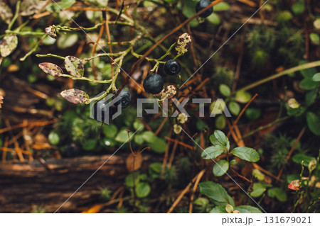 Ripe blueberries in the autumn forest. Harvest time for wild blueberries Ripe blueberries in the autumn forest. Harvest time for wild blueberries 131679021