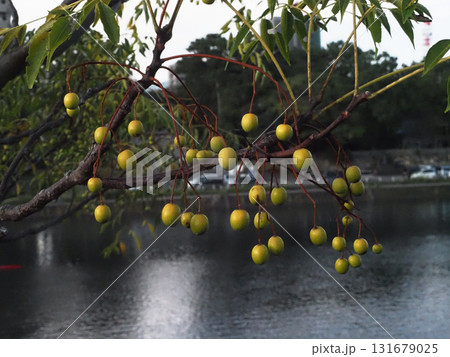 秋の鏡川岸のセンダン（うす日を浴びた栴檀の実） 131679025