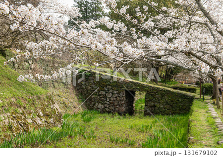 秋月城跡の瓦坂とサクラ 131679102
