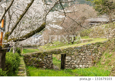 秋月城跡の瓦坂とサクラ 秋月城跡の瓦坂とサクラ 131679103