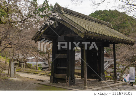 秋月城跡の黒門とサクラ 131679105