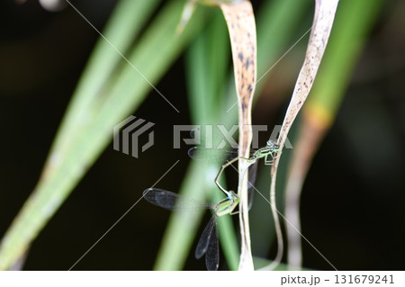 アオモンイトトンボ が造るハートマーク アオモンイトトンボ が造るハートマーク 131679241