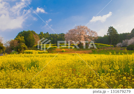 朝日に照らされる馬場の山桜 131679279