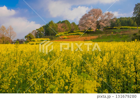 朝日に照らされる馬場の山桜 朝日に照らされる馬場の山桜 131679280