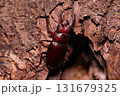 オキナワノコギリクワガタ 131679325