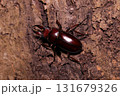 オキナワノコギリクワガタ 131679326
