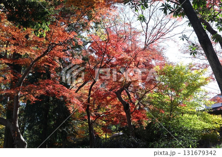 紅葉に包まれた秋の公園 131679342