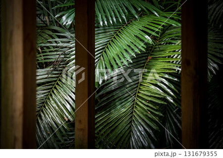 台湾 木の葉 葉 131679355