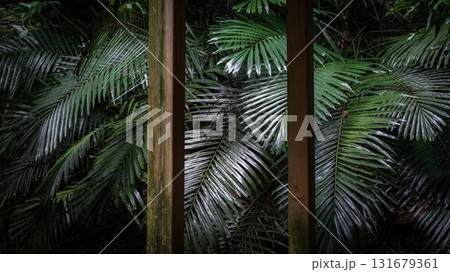 台湾 木の葉 葉 131679361