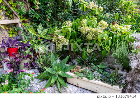 Outdoor garden with succulents, aloe and lush flowering plants 131679414