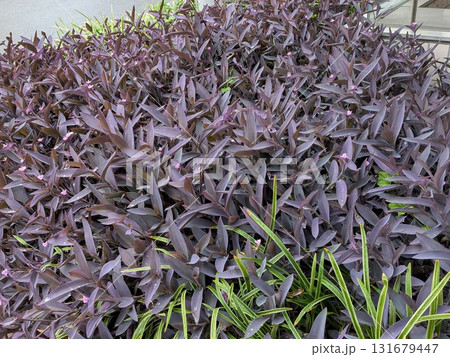 雨上がりのムラサキゴテン 雨上がりのムラサキゴテン 131679447