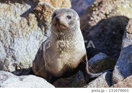 Seal in Narooma Inlet in Australia 131679603