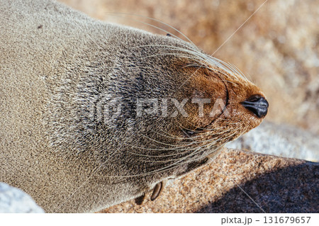 Seal in Narooma Inlet in Australia 131679657